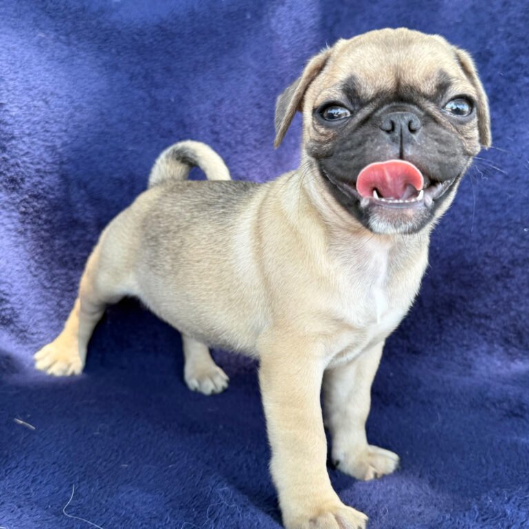 Peaches, a fawn pug puppy