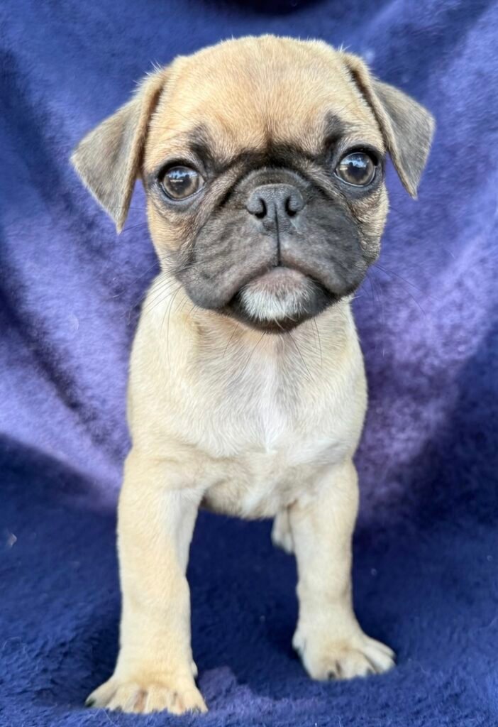 Peaches, a fawn pug puppy