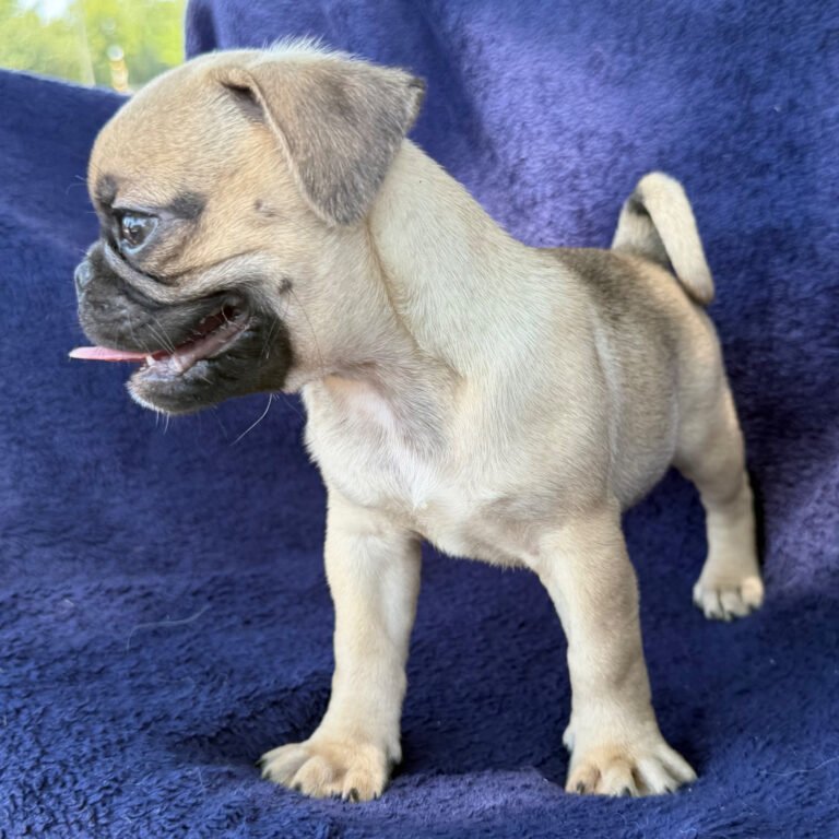 Peaches, a fawn pug puppy