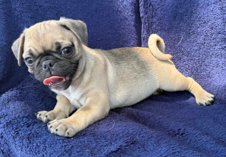 Peaches, a fawn pug puppy