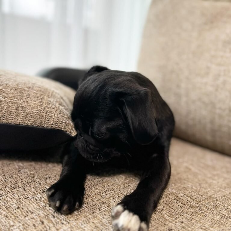 Barnaby, a black pug puppy