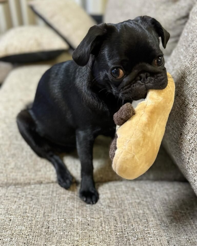 Barnaby, a black pug puppy