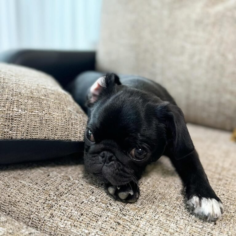 Barnaby, a black pug puppy