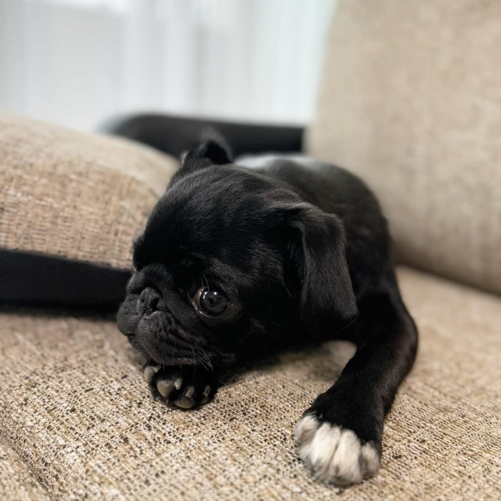 Barnaby, a black pug puppy