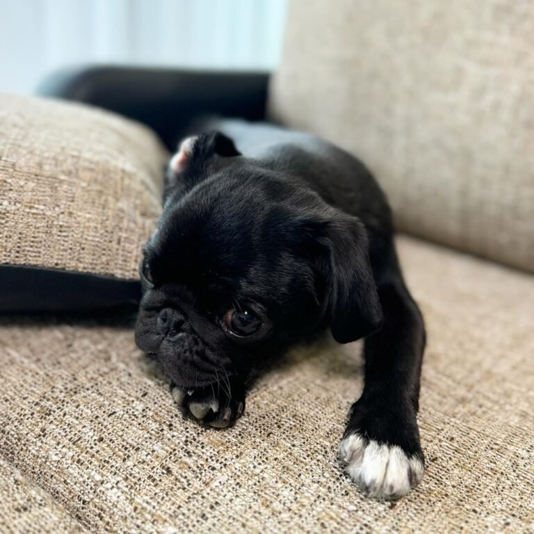 Barnaby, a black pug puppy