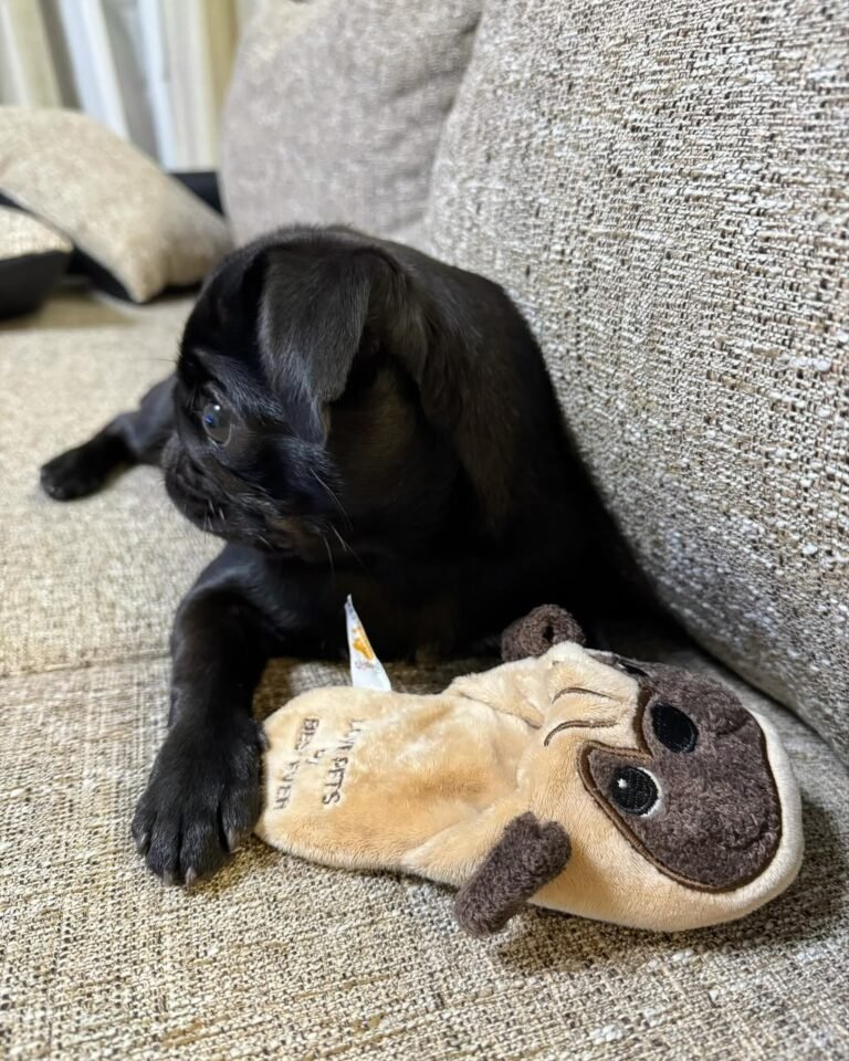 Barnaby, a black pug puppy