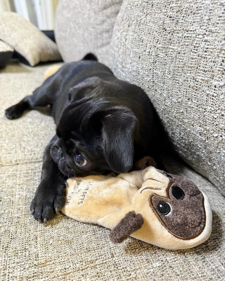 Barnaby, a black pug puppy