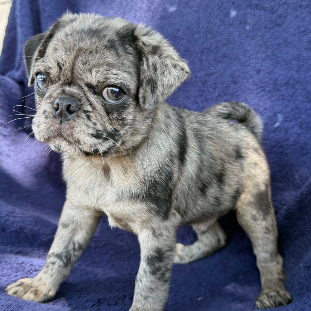 Bluebell, a blue merle pug puppy