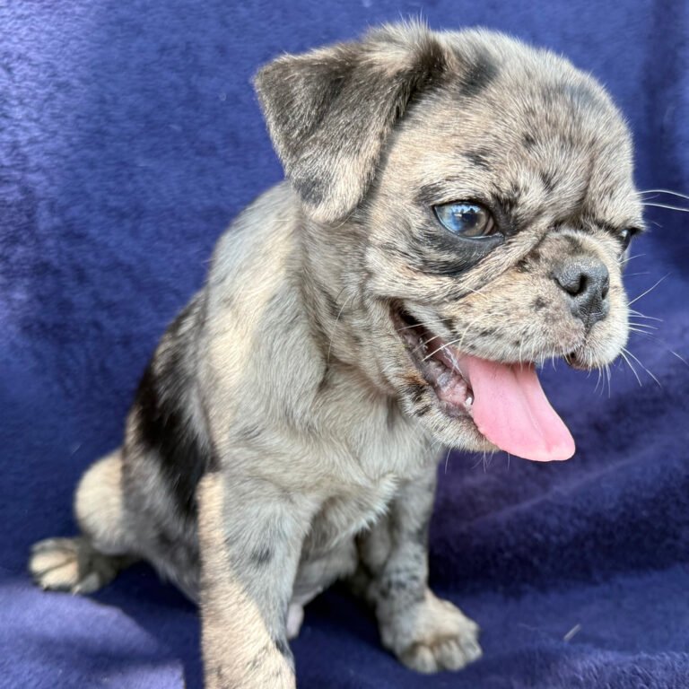 Bluebell, a blue merle pug puppy