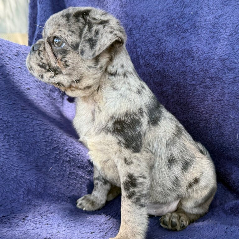 Bluebell, a blue merle pug puppy
