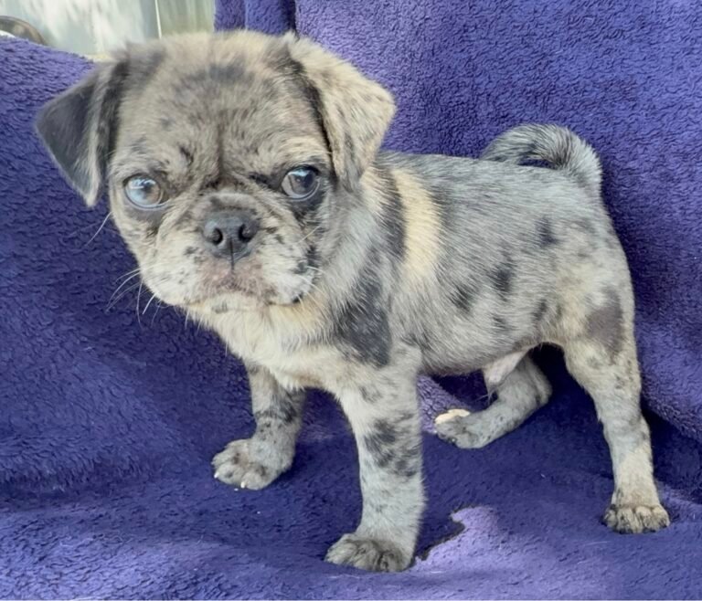 Bluebell, a blue merle pug puppy