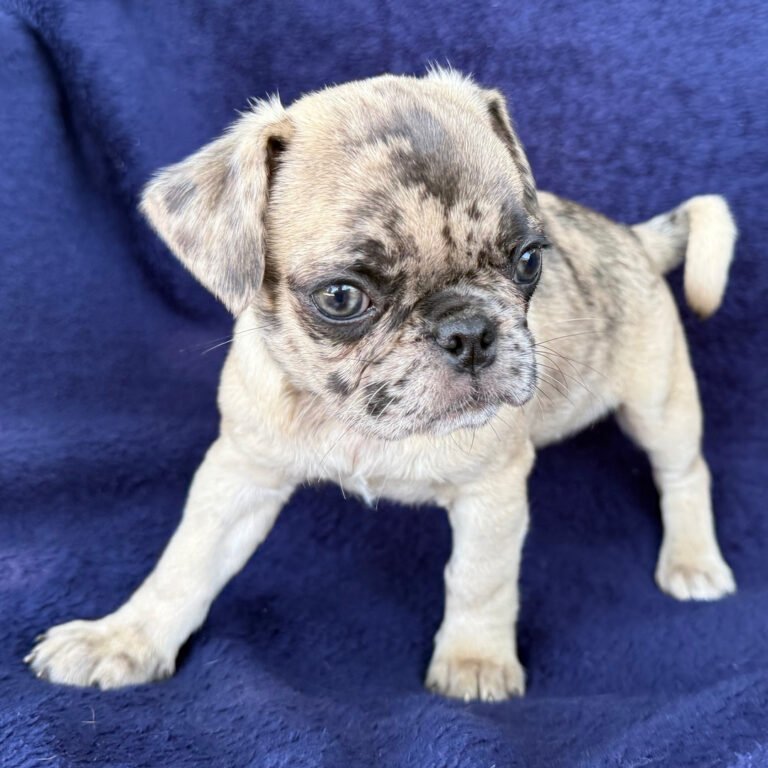 Marlowe, a fawn merle pug puppy