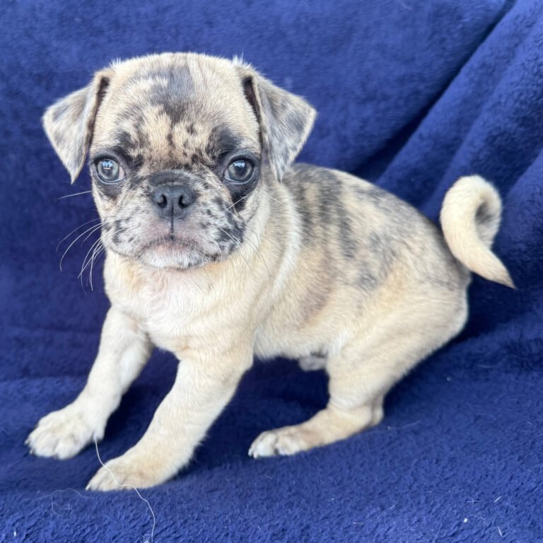 Marlowe, a fawn merle pug puppy