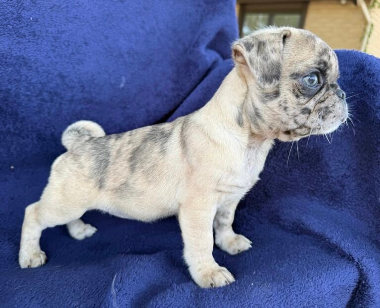 Marlowe, a fawn merle pug puppy