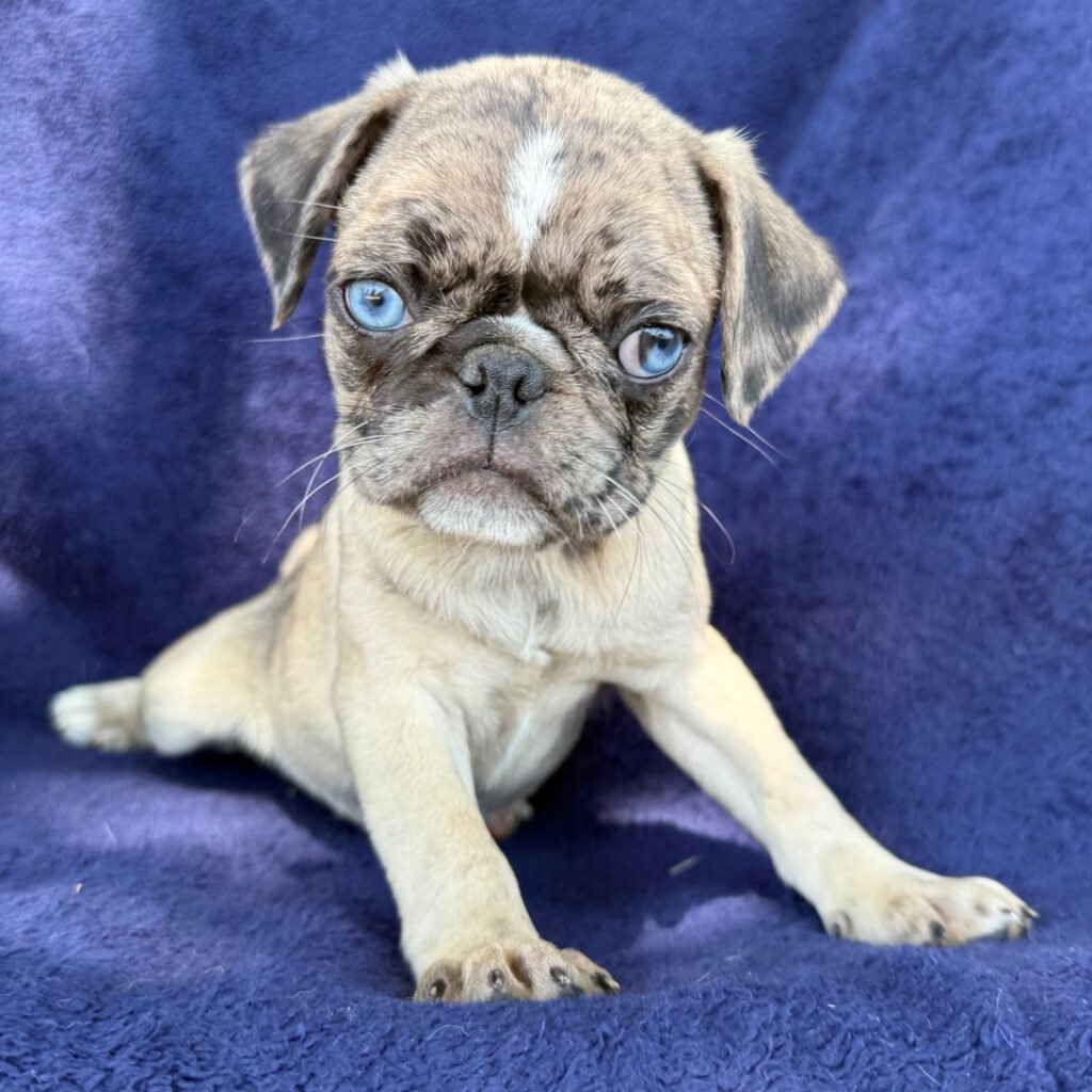 Marlowe, a fawn merle pug puppy