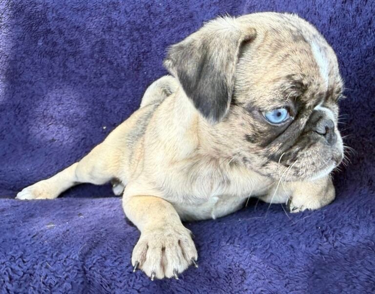 Marlowe, a fawn merle pug puppy