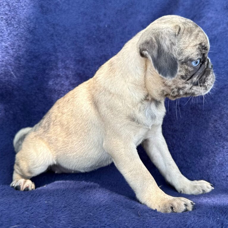 Marlowe, a fawn merle pug puppy
