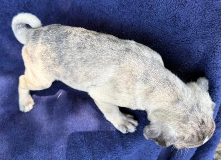 Marlowe, a fawn merle pug puppy