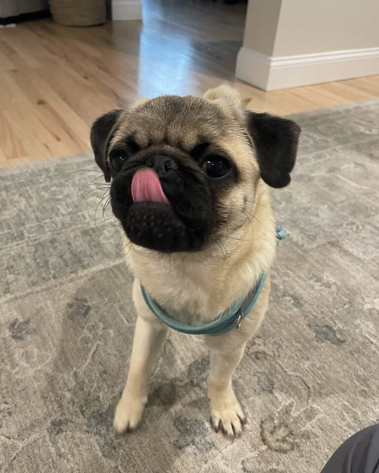 Chester, a fawn pug puppy