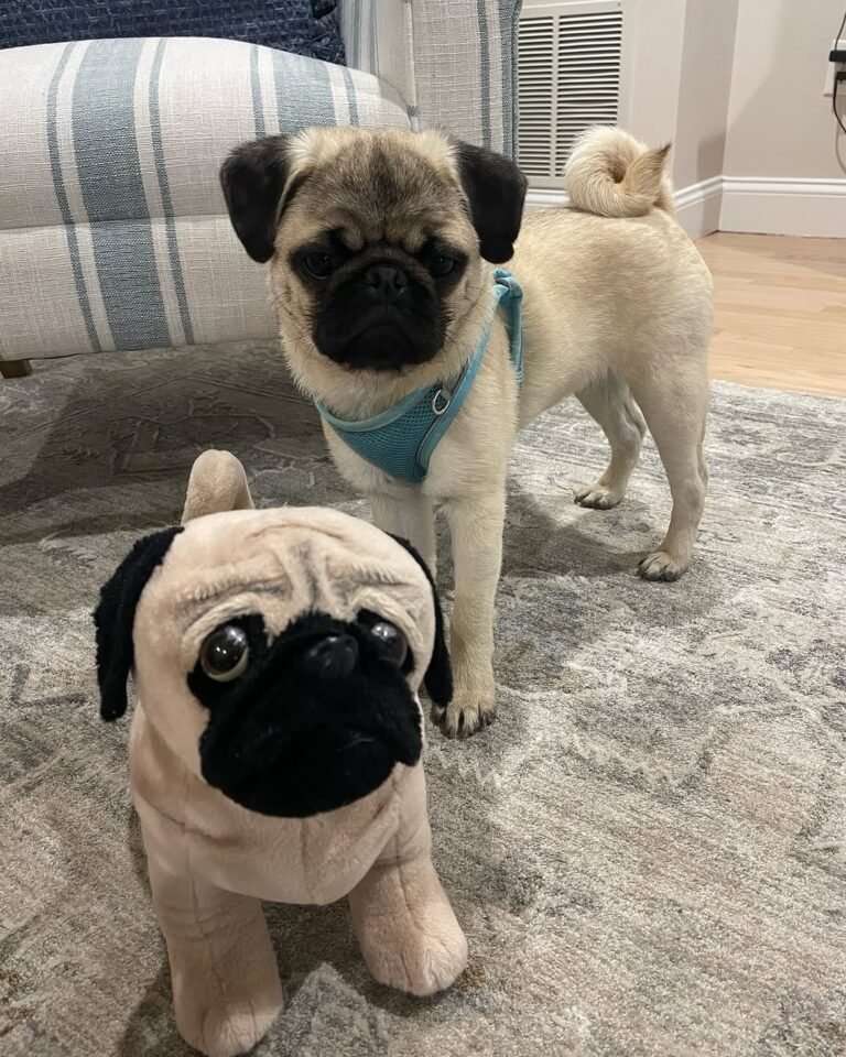 Chester, a fawn pug puppy