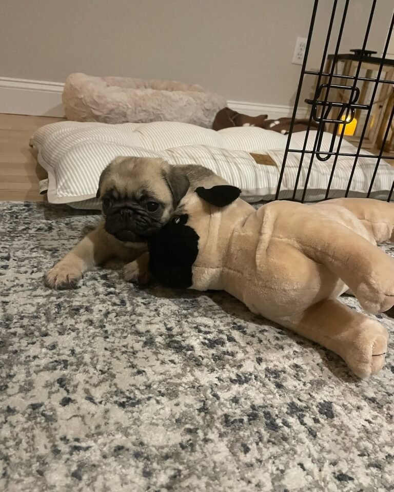 Chester, a fawn pug puppy