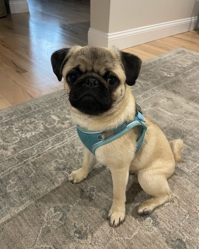 Chester, a fawn pug puppy