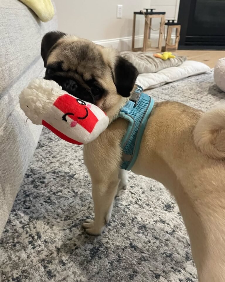 Chester, a fawn pug puppy