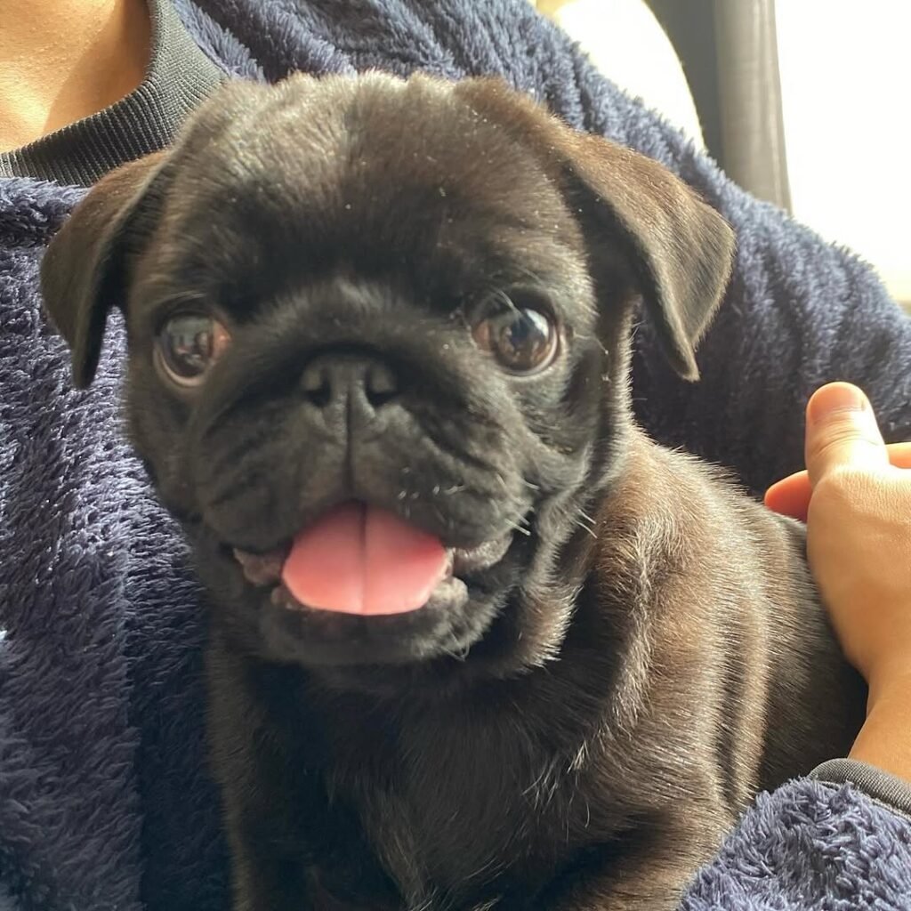 Olive, a black pug puppy
