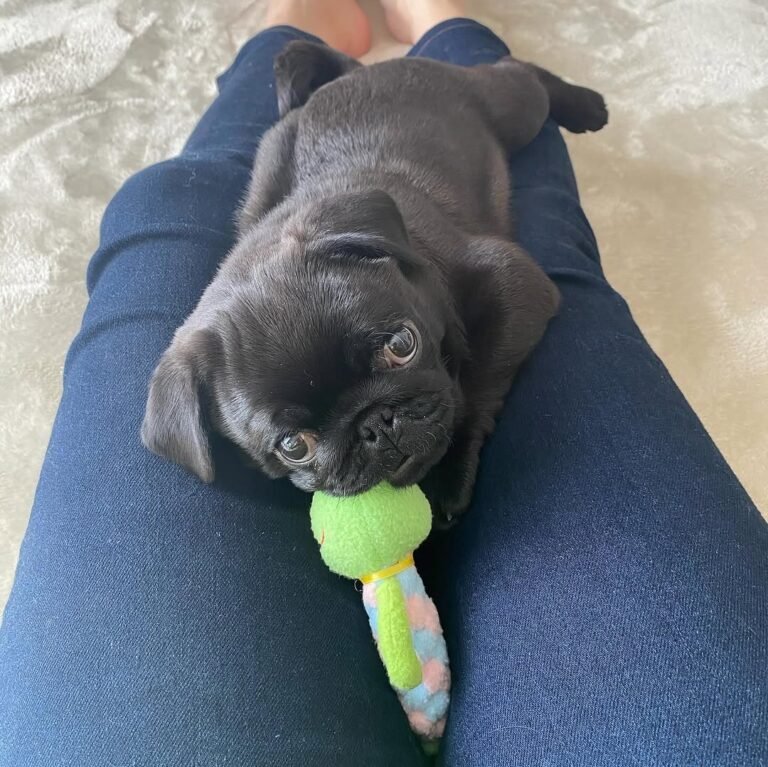 Olive, a black pug puppy
