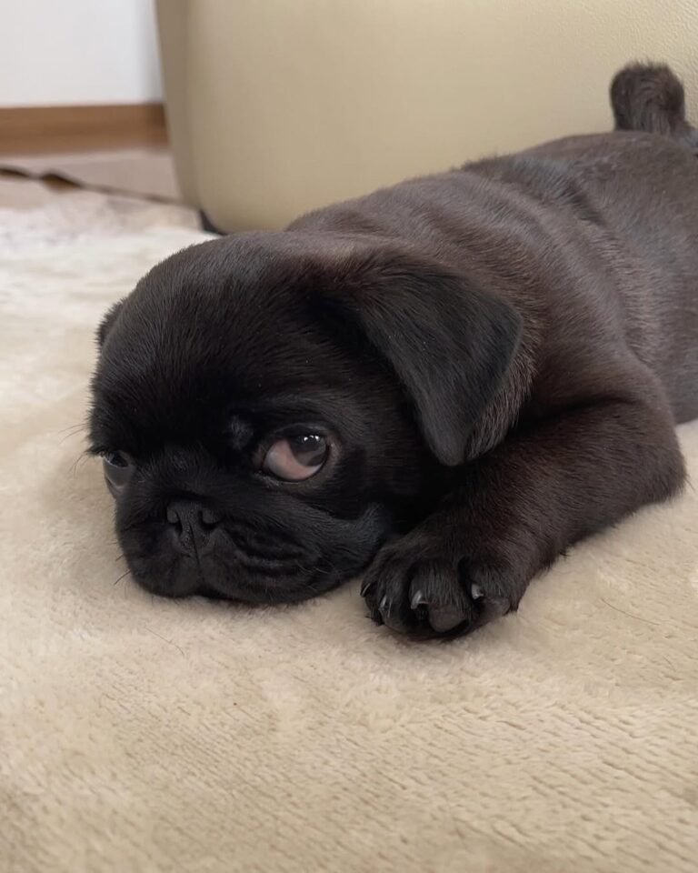 Olive, a black pug puppy