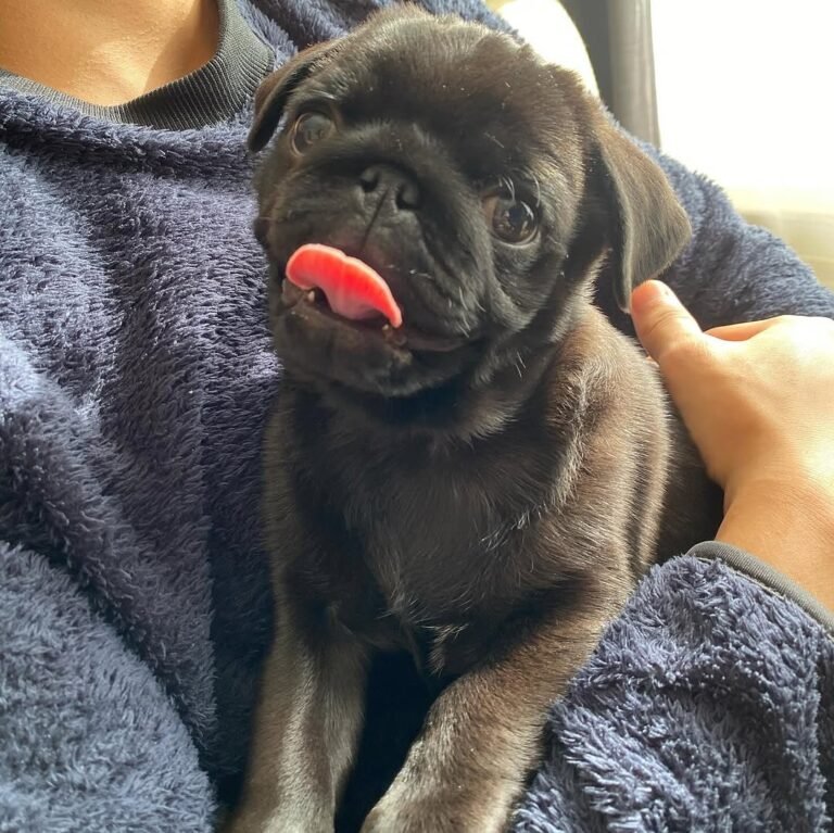 Olive, a black pug puppy