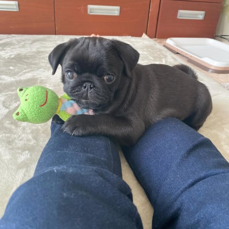 Olive, a black pug puppy