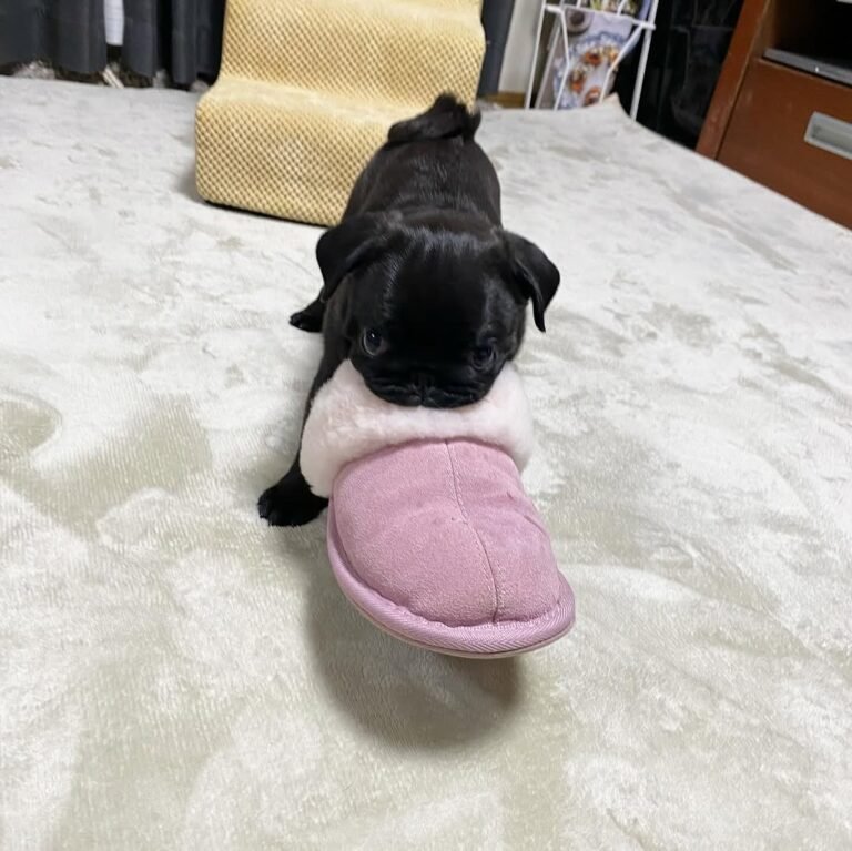 Olive, a black pug puppy