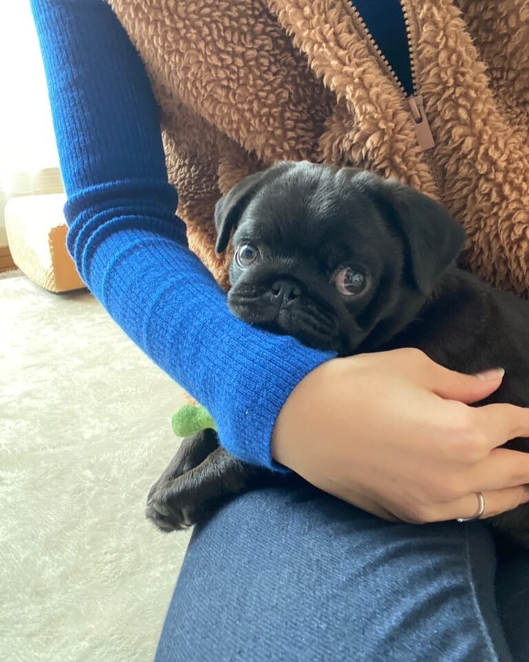 Olive, a black pug puppy