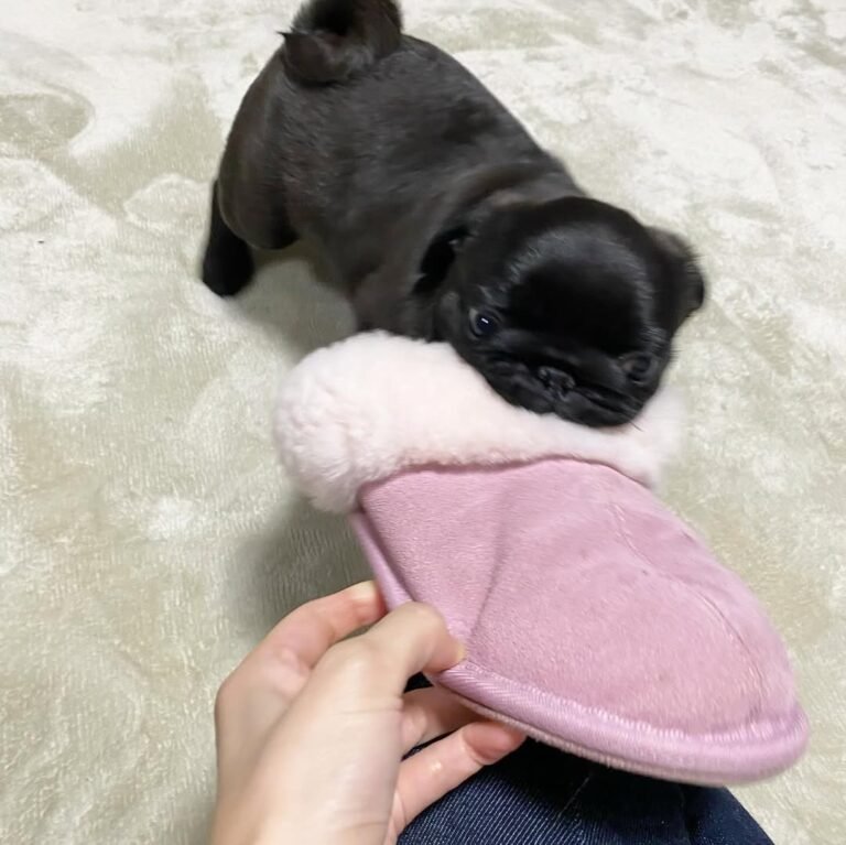 Olive, a black pug puppy