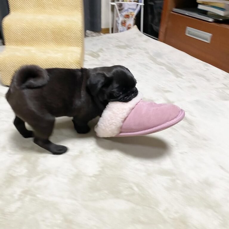 Olive, a black pug puppy