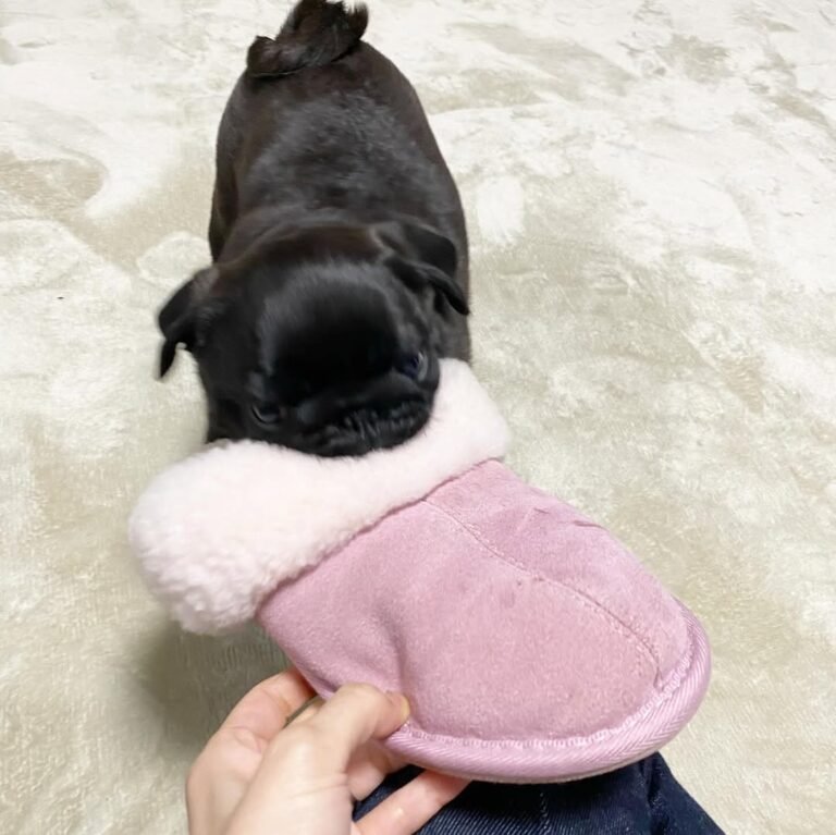 Olive, a black pug puppy