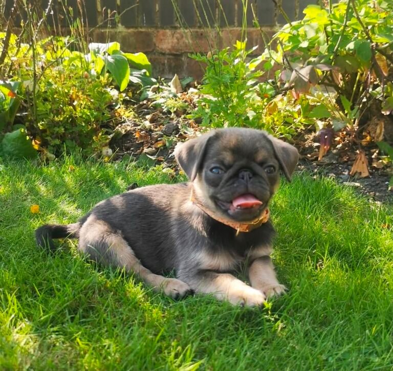 Basil, a silver fawn pug puppy