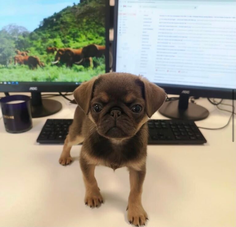 Basil, a silver fawn pug puppy