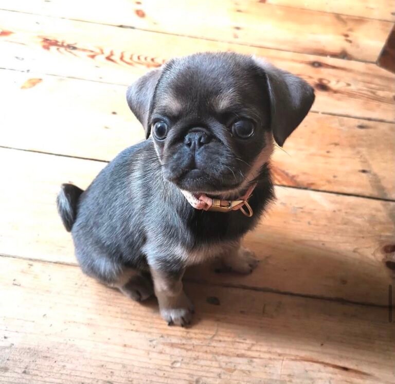 Basil, a silver fawn pug puppy