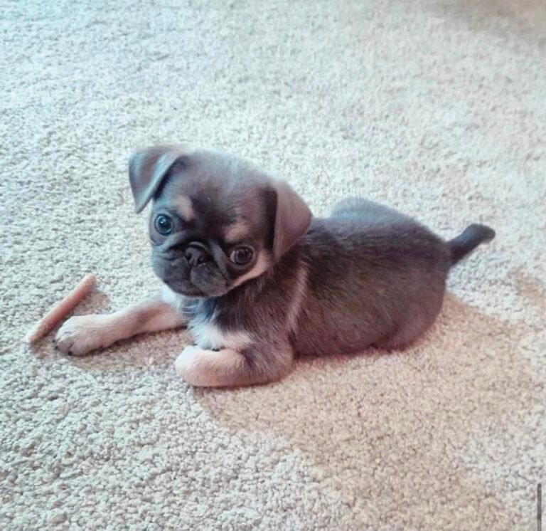 Basil, a silver fawn pug puppy