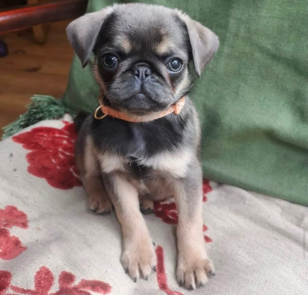Basil, a silver fawn pug puppy