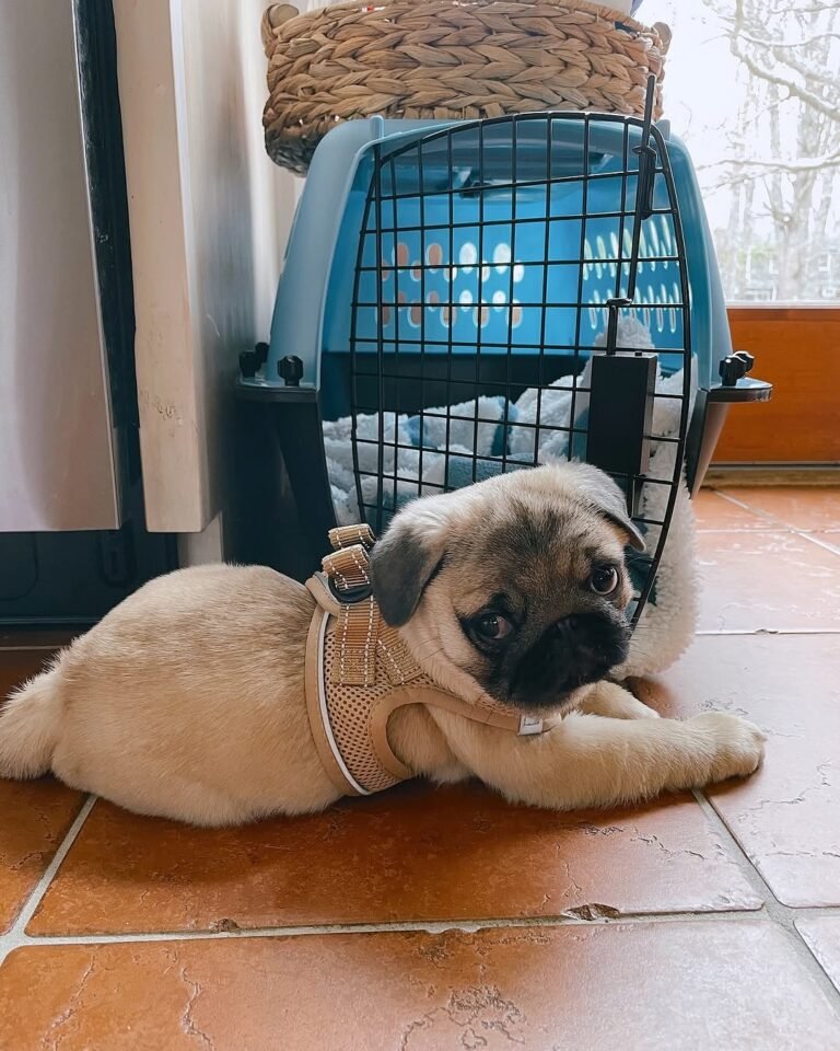 Nala, a fawn pug puppy