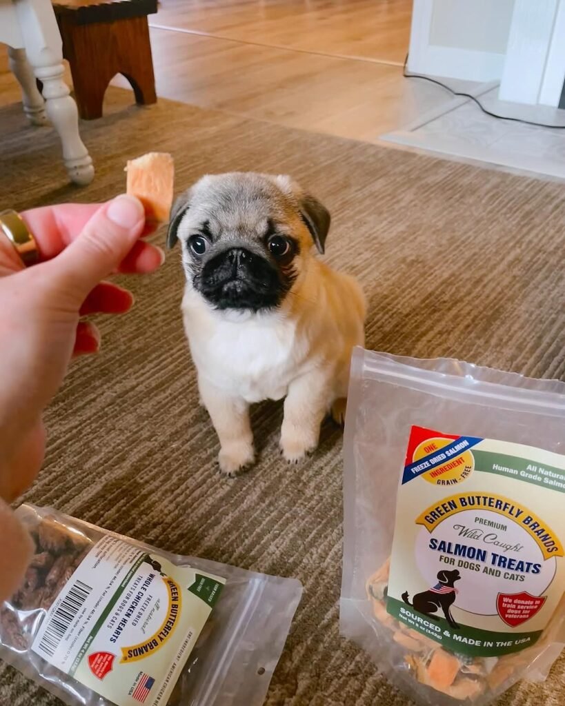 Nala, a fawn pug puppy