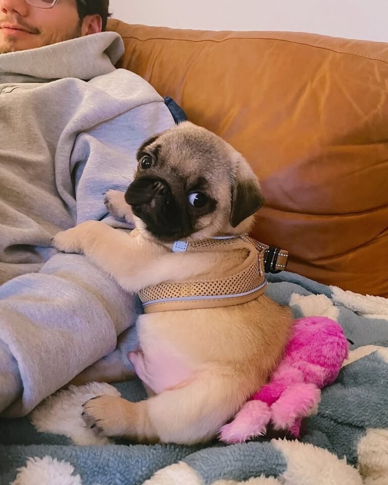 Nala, a fawn pug puppy