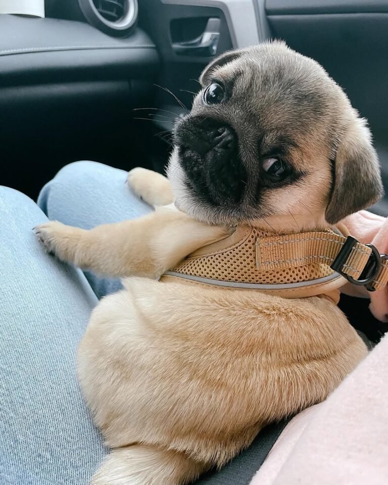 Nala, a fawn pug puppy
