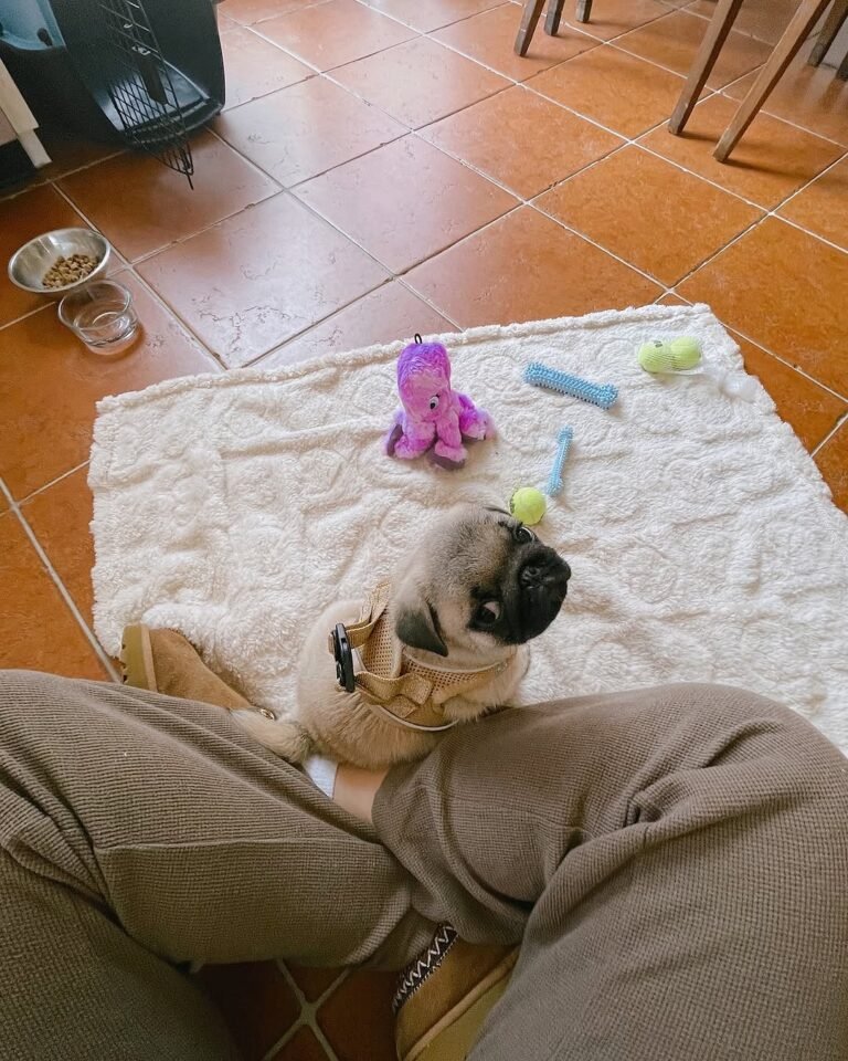 Nala, a fawn pug puppy
