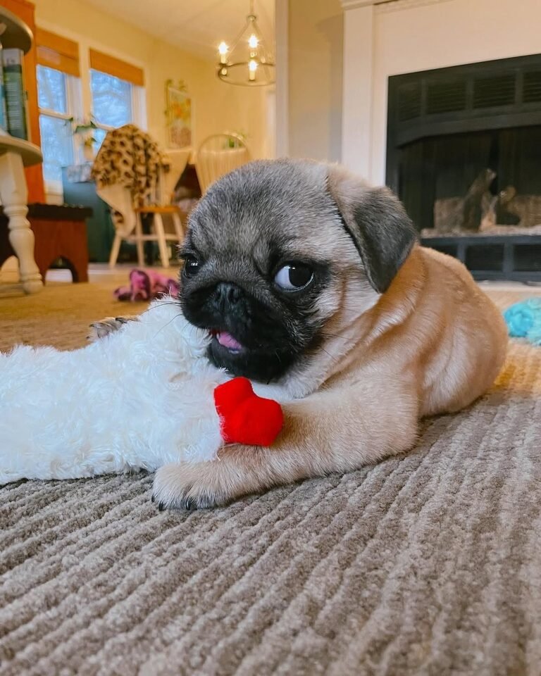 Nala, a fawn pug puppy