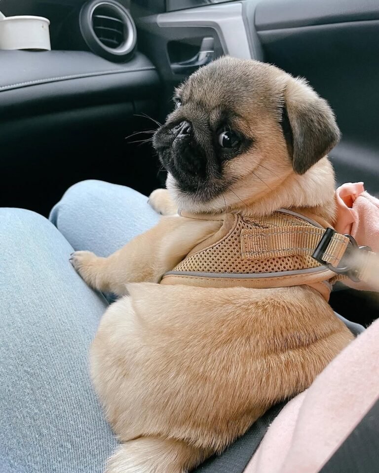 Nala, a fawn pug puppy