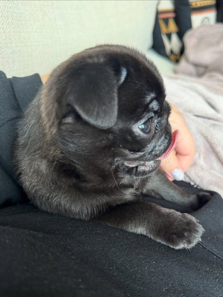 Poppy, a silver pug puppy
